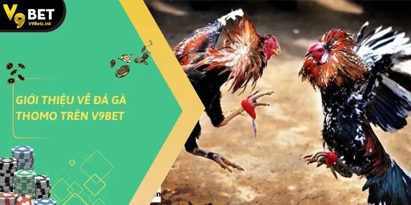 Đá gà thomo